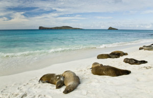 Na Galapágách budete mít na pláži společnost /